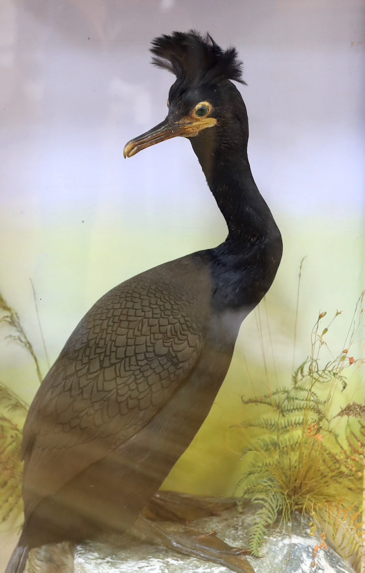 A cased taxidermic Common Shag, case 77cm high